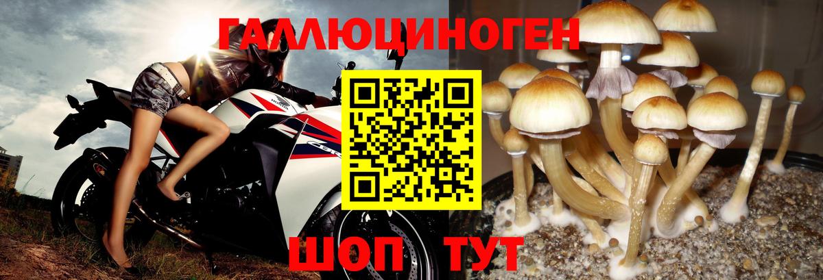 Псилоцибиновые грибы Psilocybine cubensis  Галлюциногенные грибы прущие грибы  Ставрополь  Вход с VPN 